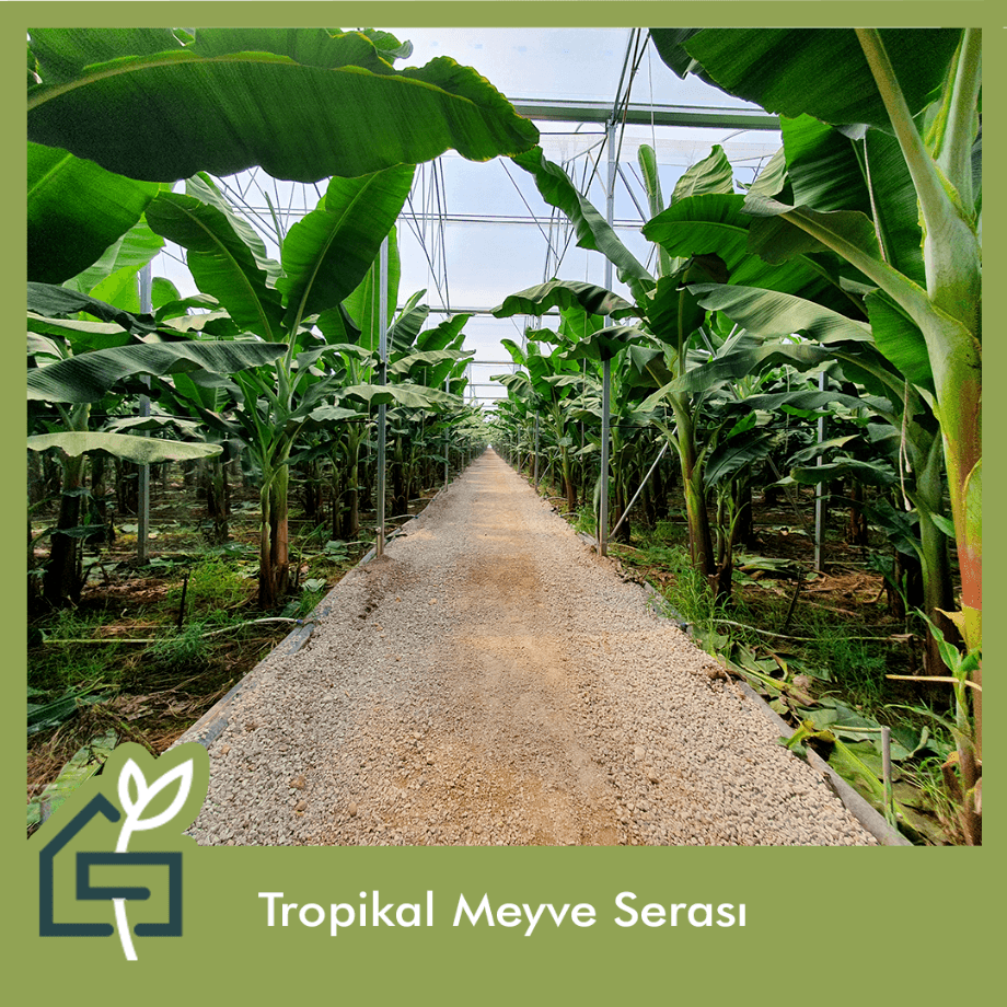 tropikal meyve