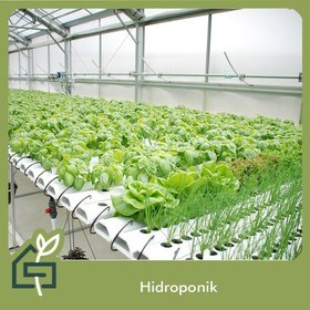 Hidroponik